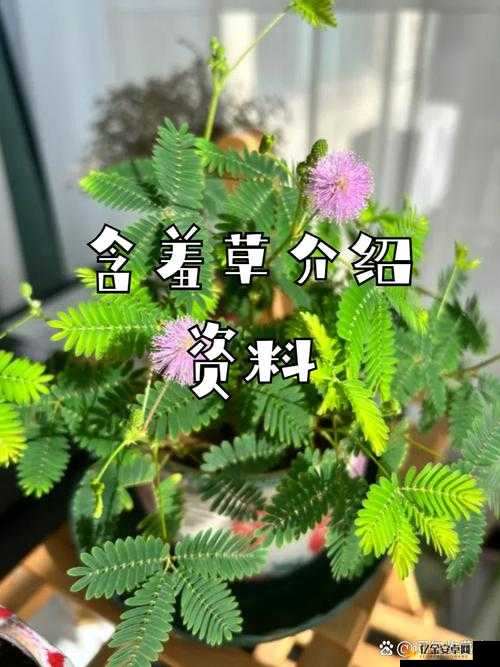 含羞草四叶草三叶草：探寻三种神奇植物的奥秘与魅力